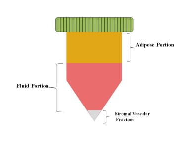 Stromal Vascular Fraction (SVF)