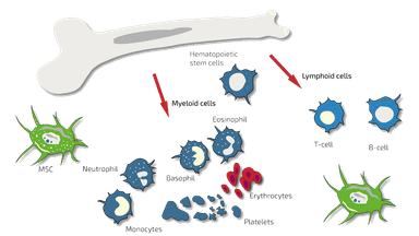 Bone Marrow Mononuclear Cell (BMMNC)